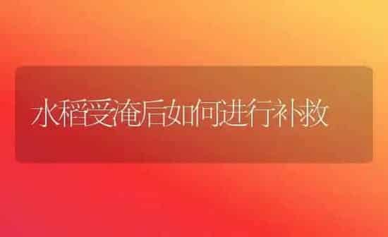 水稻受淹后如何进行补救 | 粮油作物种植