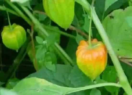 种植管理|姑娘果什么时候播种最好,几月份种植,什么季节结果)