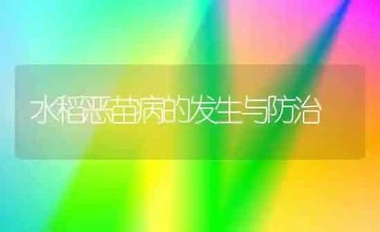 水稻恶苗病的发生与防治 | 粮油作物种植
