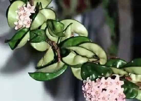 植物施肥|球兰花施肥用什么肥料能开花 什么时候施肥最好