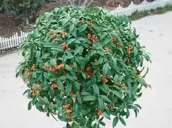 植物施肥|桂花底肥放什么肥好 底肥施用方法