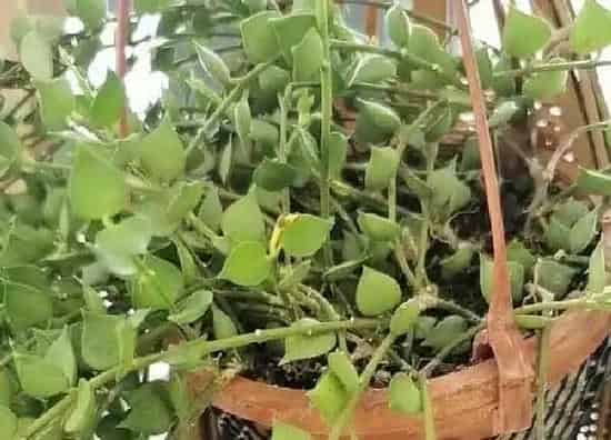 养殖方法|多肉爱之蔓怎么养长的好