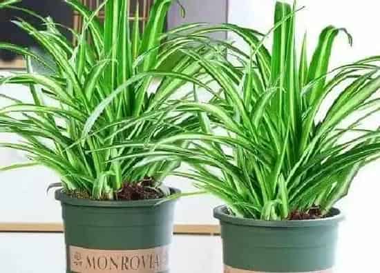 植物百科|室内好养的花卉盆栽有哪些