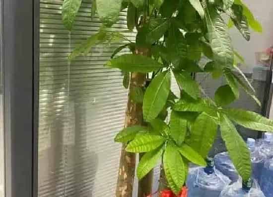 植物浇水|大发财树多久浇一次水