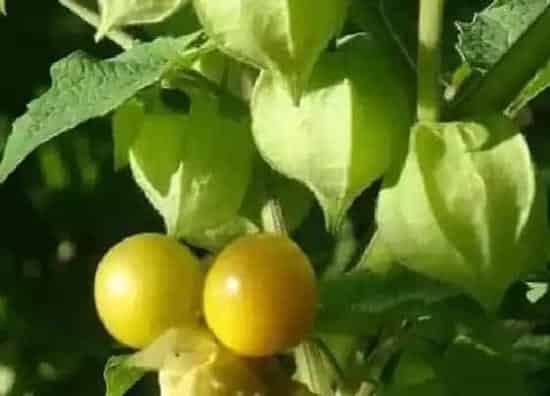 种植管理|姑娘果什么时候播种最好,几月份种植,什么季节结果)