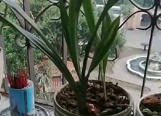 植物发芽|建兰什么时候发芽长叶