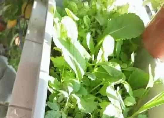 植物百科|鸡毛菜和小青菜有什么区别（和鸡毛菜差不多的叫什么菜）