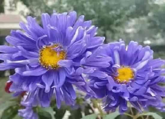 种植管理|百日菊摘心打顶时间与方法