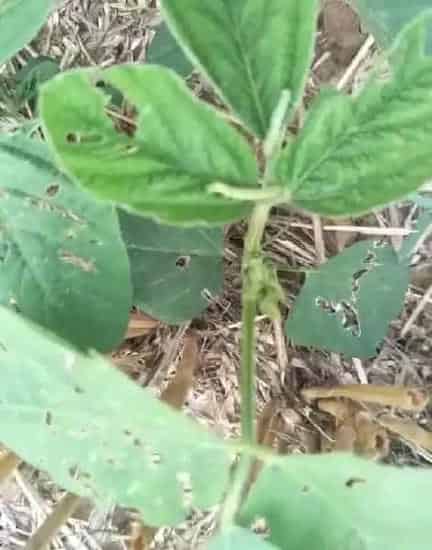 喷药|种植大豆什么时间打防虫药（大豆什么时候喷杀虫剂）