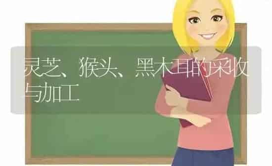 灵芝、猴头、黑木耳的采收与加工 | 食用菌种植
