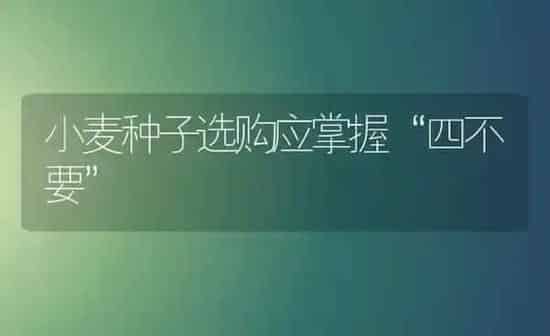小麦种子选购应掌握“四不要” | 粮油作物种植