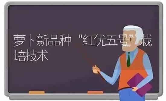 萝卜新品种“红优五号”栽培技术 | 蔬菜种植