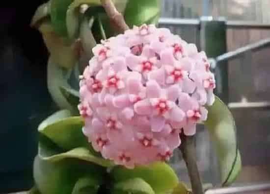 植物施肥|球兰花施肥用什么肥料能开花 什么时候施肥最好