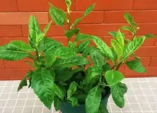 习性特点|植物田七长什么样子