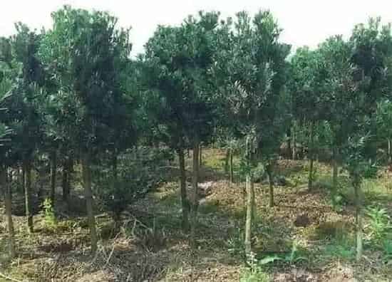 植物修剪|米叶罗汉松怎么修剪 修剪方法与图解