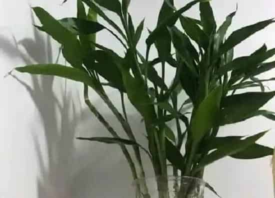 植物百科|室内好养的花卉盆栽有哪些