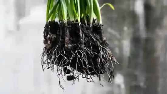 植物施肥|微生物菌剂有生根作用吗，促进作物植物根系生长的作用）