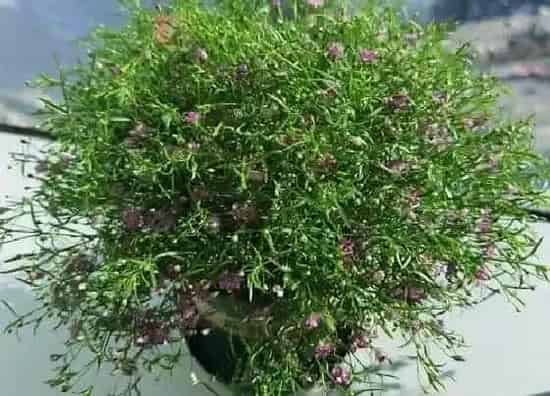 种植管理|满天星种植时间与生长周期