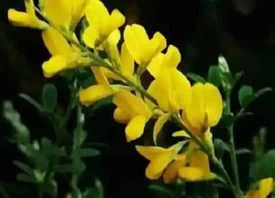 植物修剪|金雀花怎么修剪方法