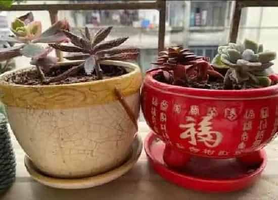 植物扦插|多肉不死鸟可以叶插吗 叶插繁殖方法