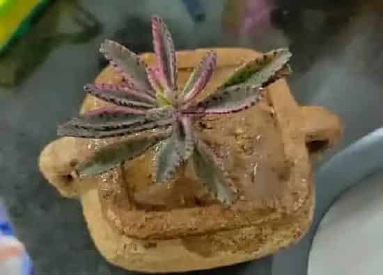 植物扦插|多肉不死鸟可以叶插吗 叶插繁殖方法