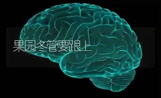 果园冬管要跟上 | 瓜果种植