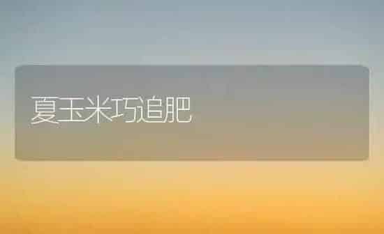 夏玉米巧追肥 | 粮油作物种植