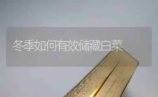 冬季如何有效储藏白菜 | 蔬菜种植