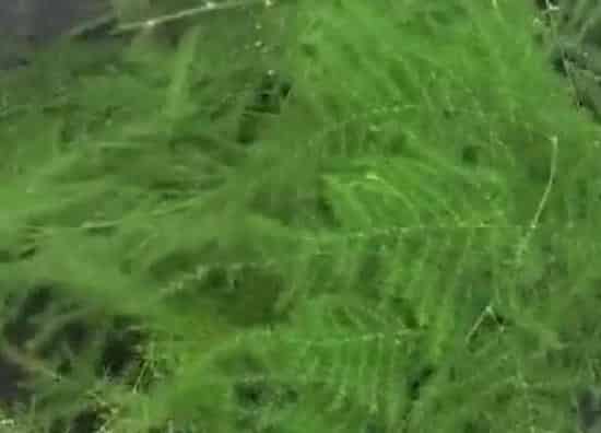 植物扦插|文竹可以插枝吗