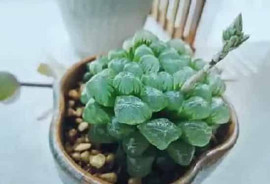 养殖方法|玉露要怎么养才会漂亮好看 :(怎样养玉露多肉成小老桩)