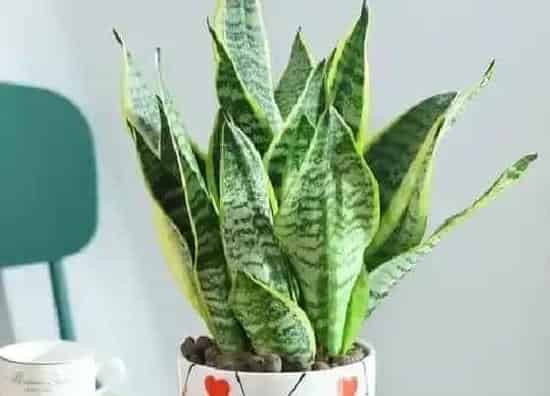 植物文学|虎皮兰的生长过程