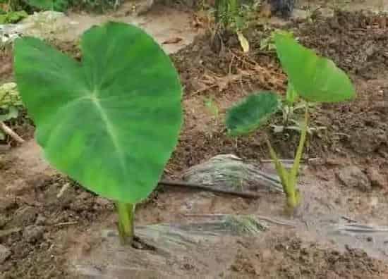 种植方法|芋头种植时间和方法 栽培种植技术