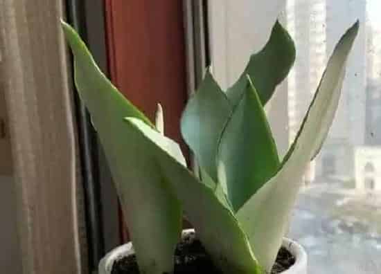 植物文学|虎皮兰的生长过程