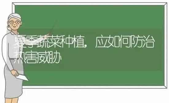 夏季蔬菜种植,应如何防治热害威胁 | 蔬菜种植