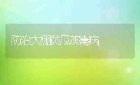防治大棚黄瓜灰霉病 | 蔬菜种植