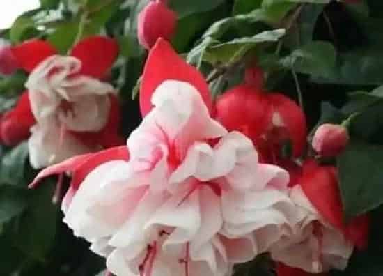 种植位置|倒挂金钟可以种在院子里吗