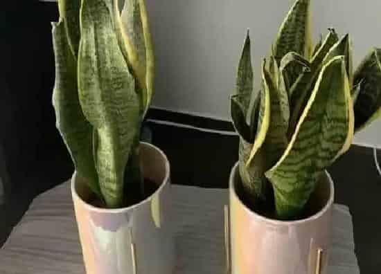 植物浇水|虎皮兰多久浇一次水
