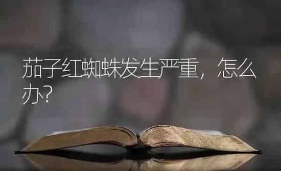 茄子红蜘蛛发生严重，怎么办？ | 蔬菜种植