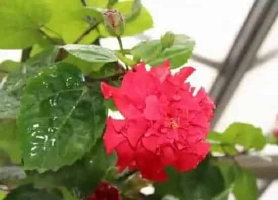 叶子发黄|扶桑花叶子发黄怎么办 黄叶原因分析和处理方法