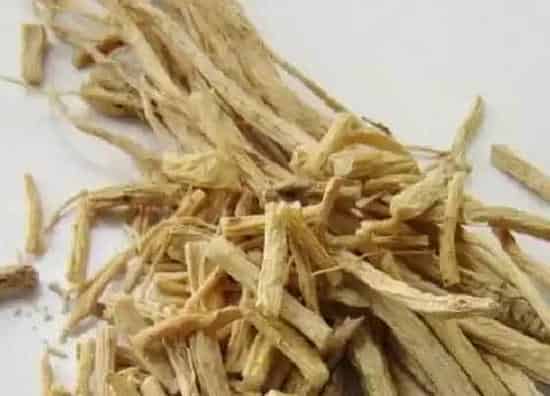 根部|芦根是什么植物的根