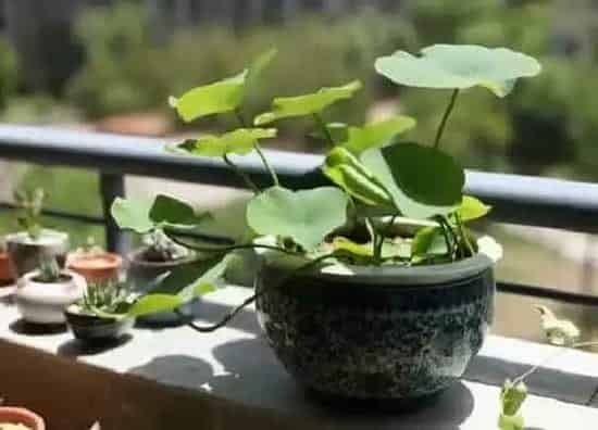 叶子干枯|碗莲叶子干枯原因及补救方法