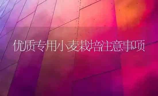 优质专用小麦栽培注意事项 | 粮油作物种植
