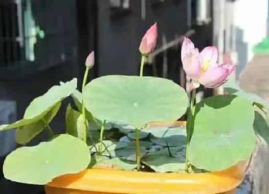 叶子干枯|碗莲叶子干枯原因及补救方法