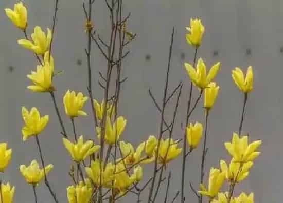 绿植|天井适合种什么植物