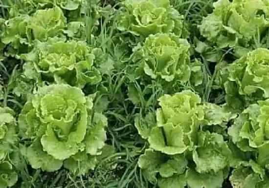 植物种类|生菜的品种名称及图片