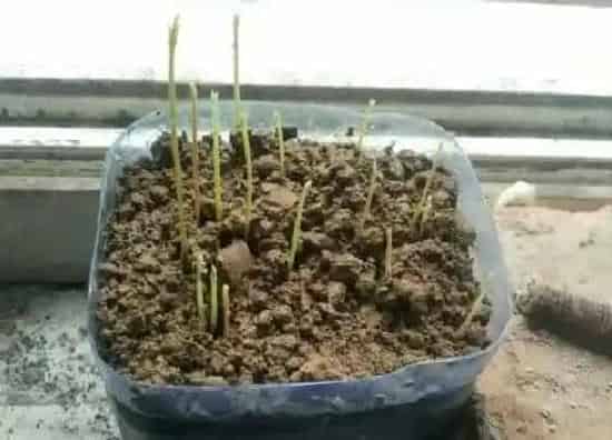 植物育苗|桂圆种子怎么发芽 新鲜桂圆种子发芽能种活吗