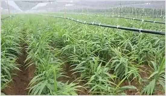 6月生姜管理指南：加大放风，预防病虫害！ | 种植资料