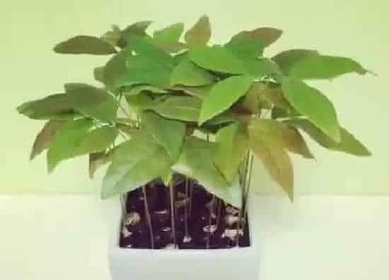 植物育苗|桂圆种子怎么发芽 新鲜桂圆种子发芽能种活吗