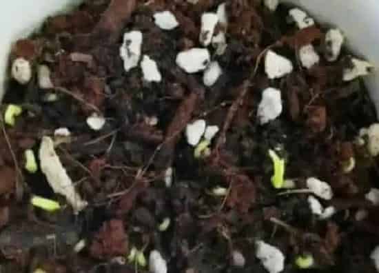 植物播种|麦仙翁什么时候播种最好
