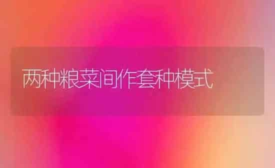 两种粮菜间作套种模式 | 蔬菜种植